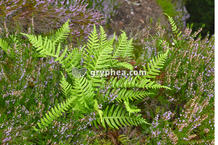 Pied de Polypode (fougère) - gryphea.com